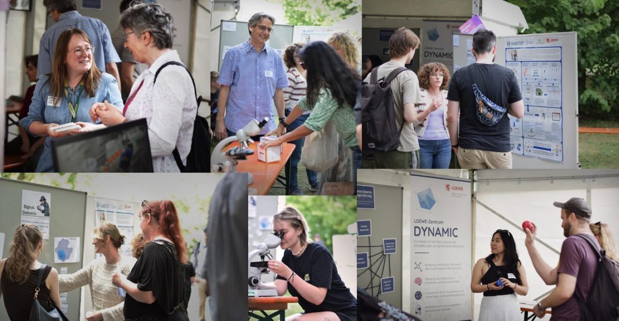 Collage des LOEWE Standes beim Sommerfest 2025